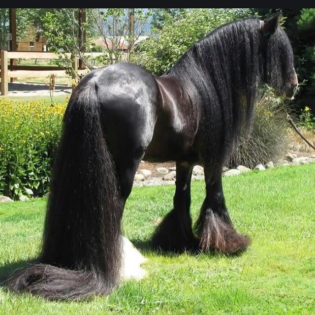 Horse Hair